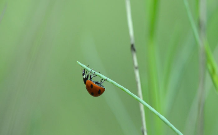 Duplication of Clocks Image